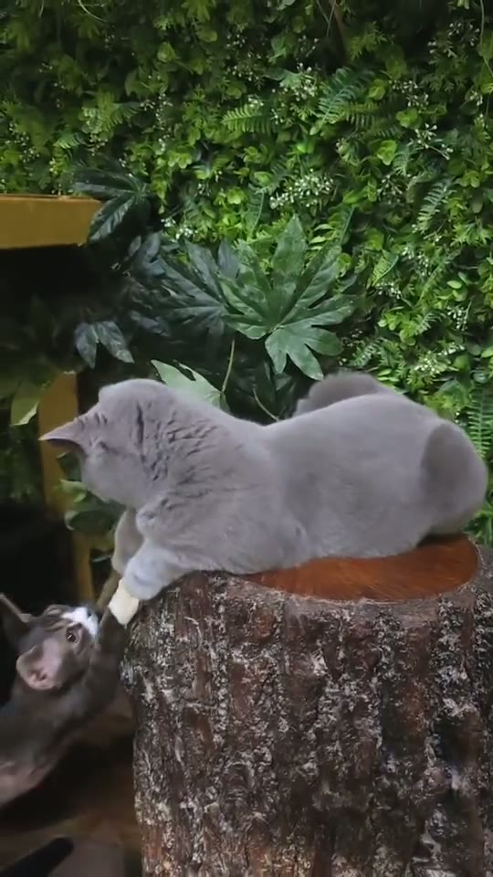 Playful Pedigree Kittens at Designer Cats — kitten video by Designer Cats