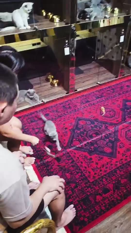 Kitten Playroom at Designer Cats Singapore — kitten video by Designer Cats