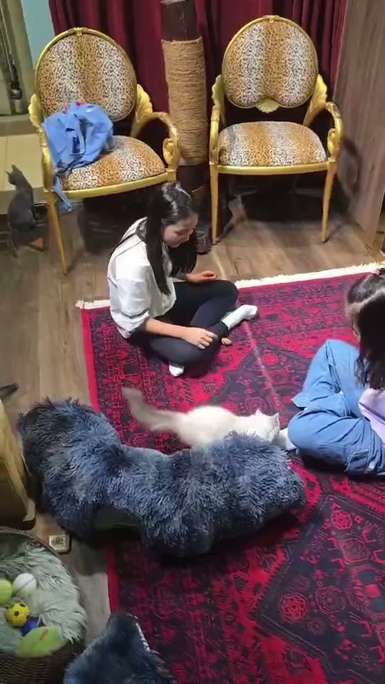 Climate-Controlled Kitten Suites at Our Singapore Boutique — kitten video by Designer Cats