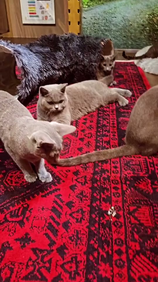 Pedigree Kittens in Action — kitten video by Designer Cats