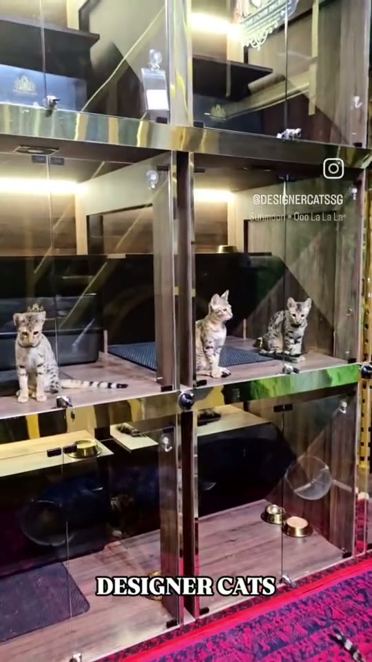 Meet Kittens in Person at Designer Cats — kitten video by Designer Cats