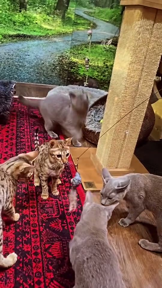 Adorable Kittens Socialising Together — kitten video by Designer Cats