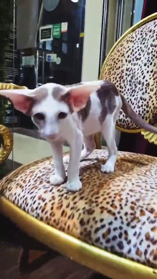 Private Kitten Viewing Consultation in Singapore — kitten video by Designer Cats