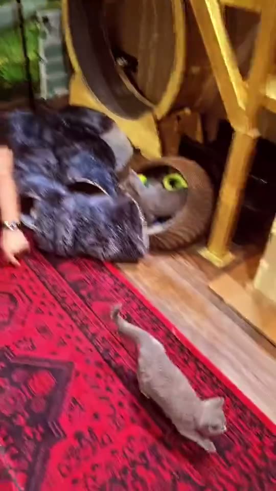 Meeting Kittens In Store — kitten video by Designer Cats