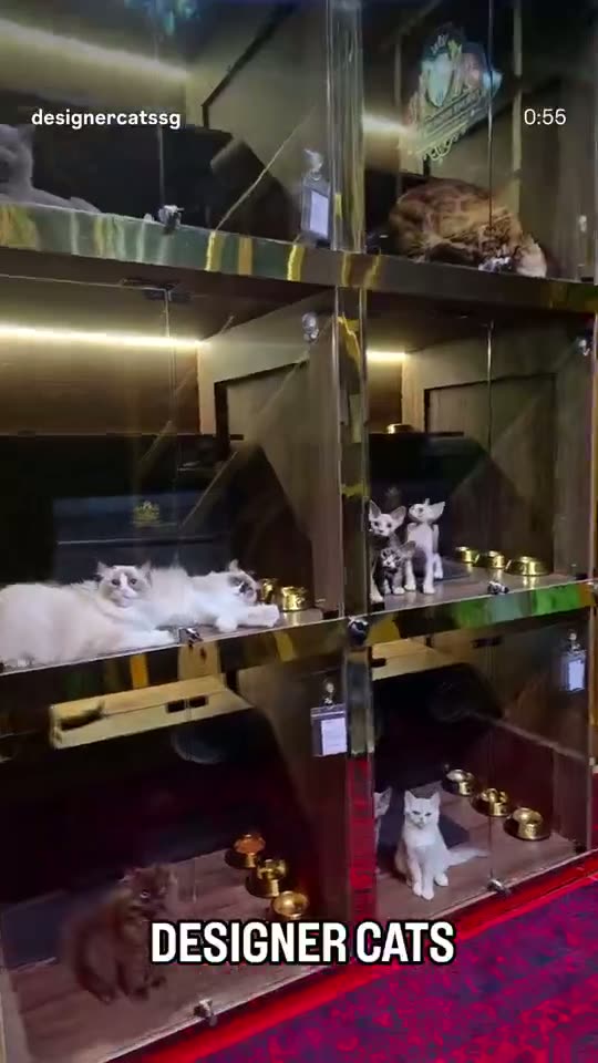 Inside Our Cat Shop in Singapore — kitten video by Designer Cats