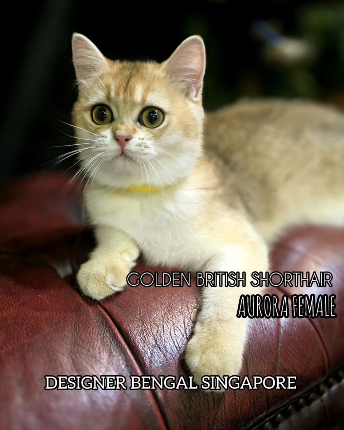 British Shorthair Chinchilla Kittens for Sale in — kitten video by Designer Cats