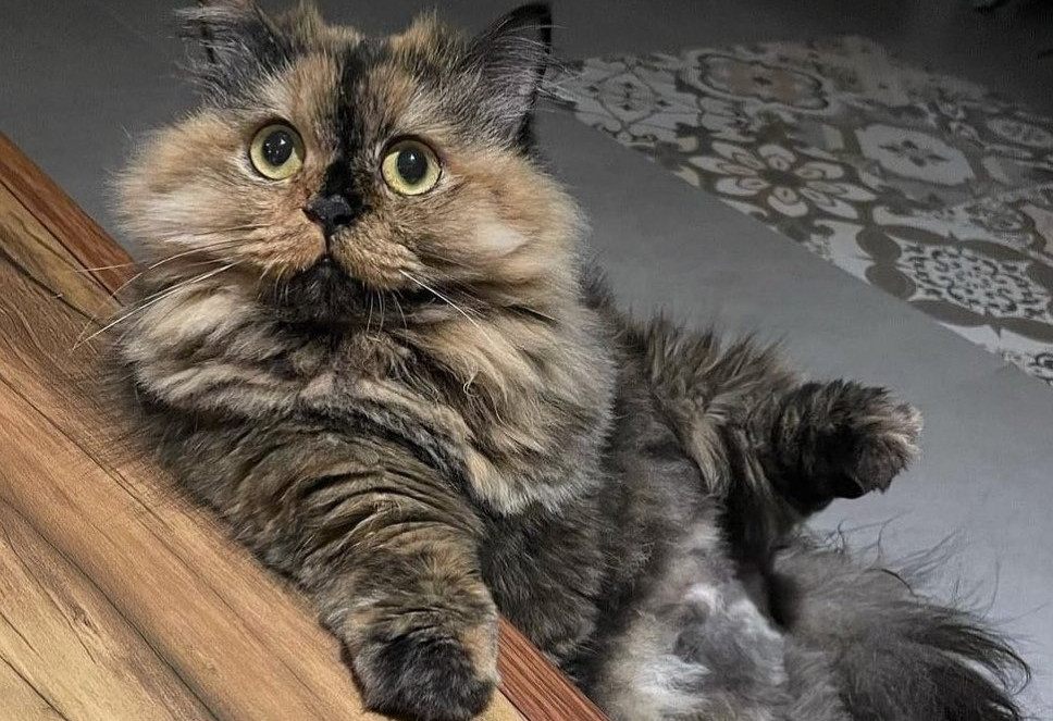 Munchkin Kittens for Sale in Singapore — kitten video by Designer Cats