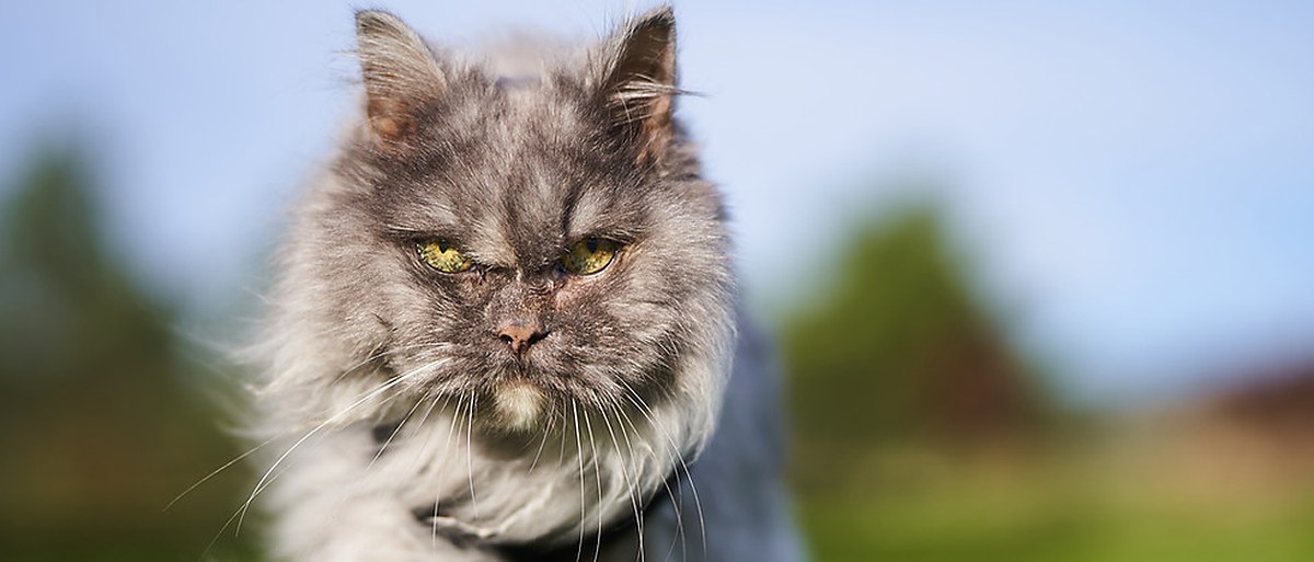 Persian cat in Singapore — Designer Cats cattery