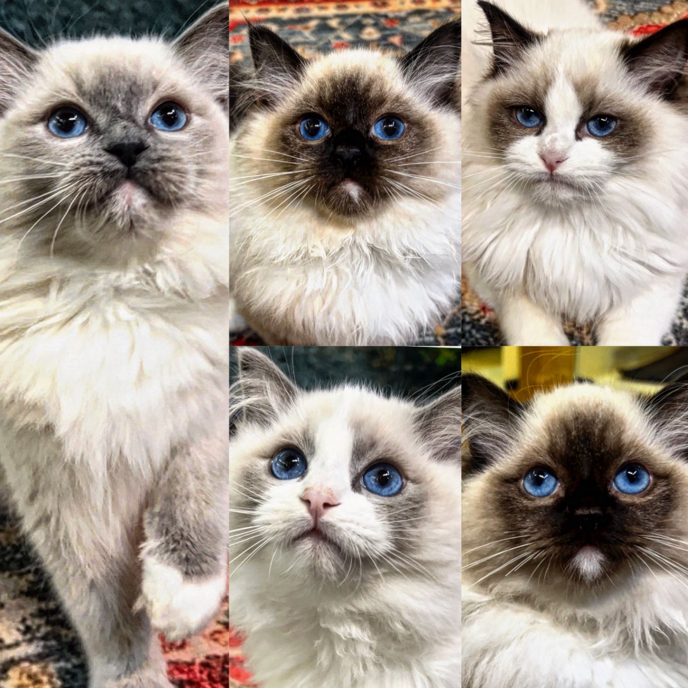 Radol Chat Ragdoll Like Cat Breeds
