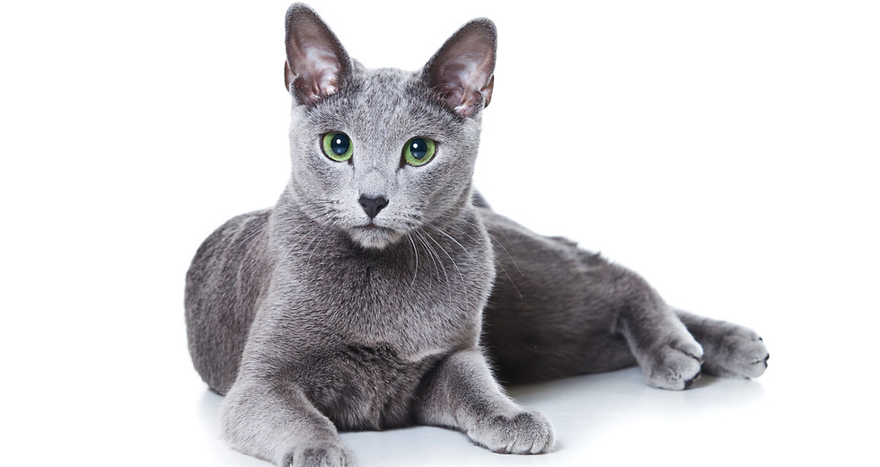 Russian Blue Kittens for Sale in Singapore — kitten video by Designer Cats