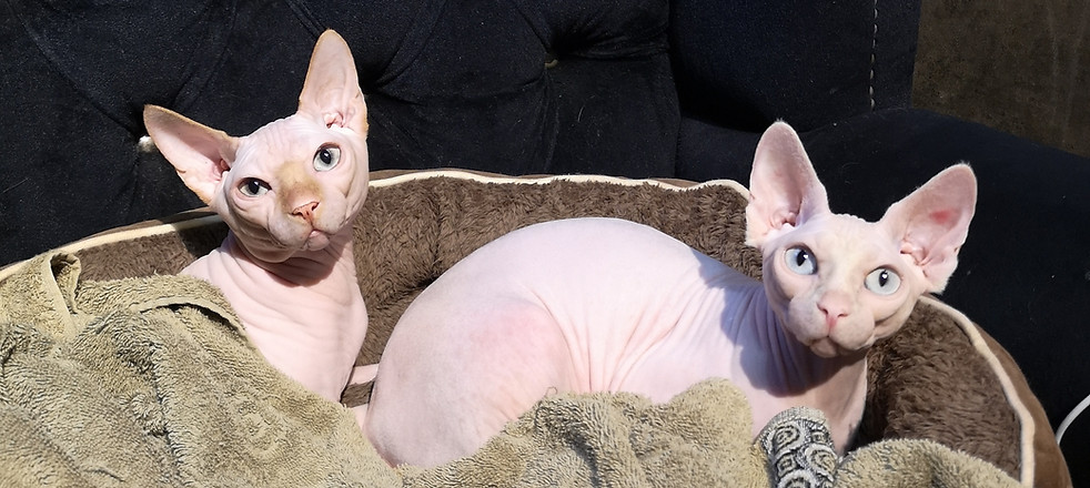 Kittens for Sale at Designer Cats — kitten video by Designer Cats