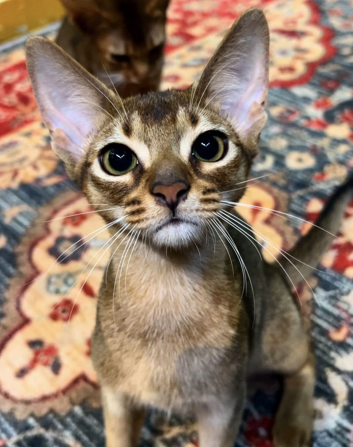 Abyssinian Kittens Singapore | From $6,500 | Designer Cats