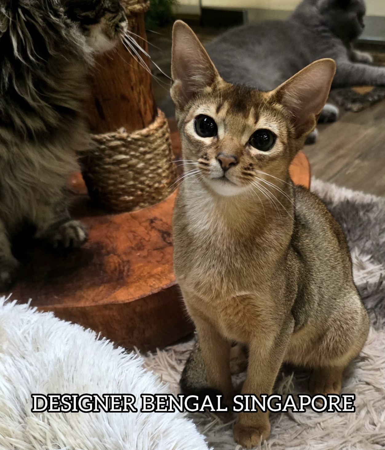 Abyssinian Kittens Singapore | From $6,500 | Designer Cats