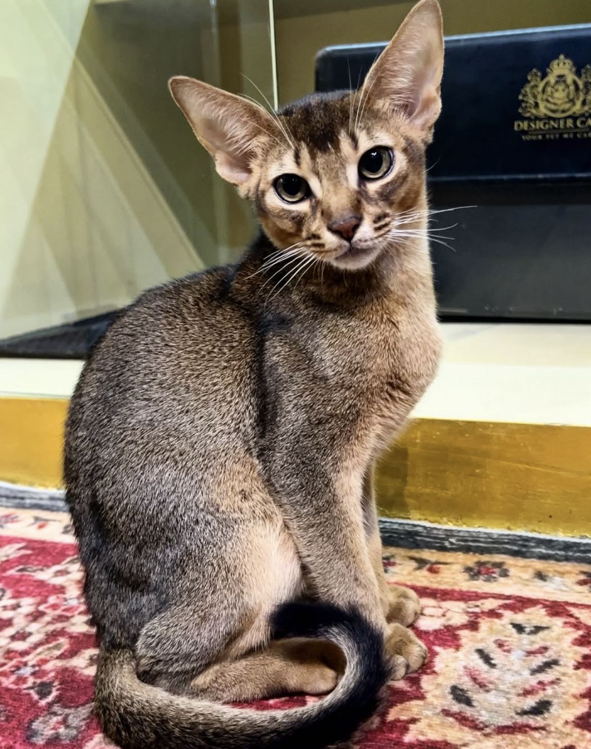 Abyssinian Kittens Singapore | From $6,500 | Designer Cats
