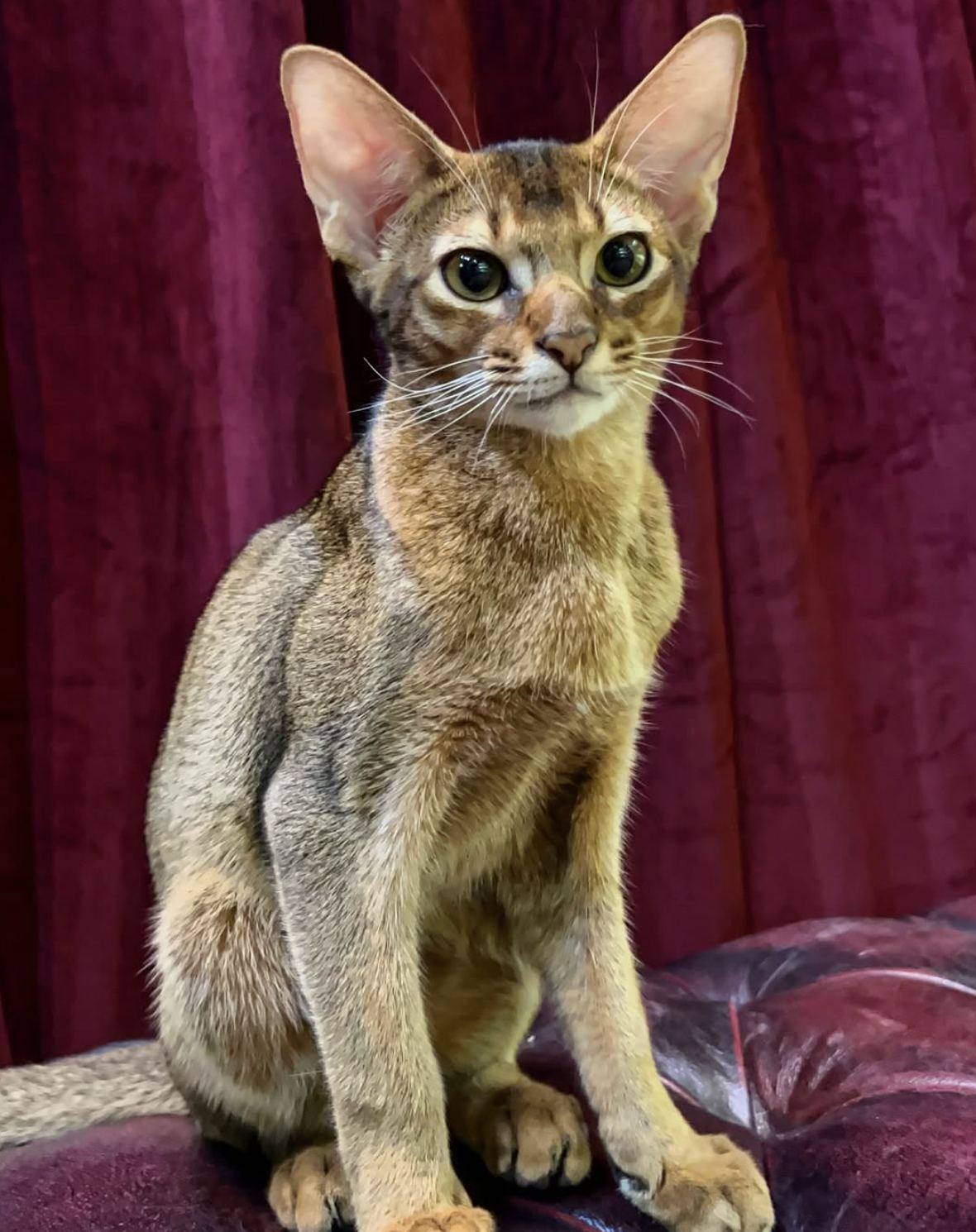 Abyssinian Kittens Singapore | From $6,500 | Designer Cats