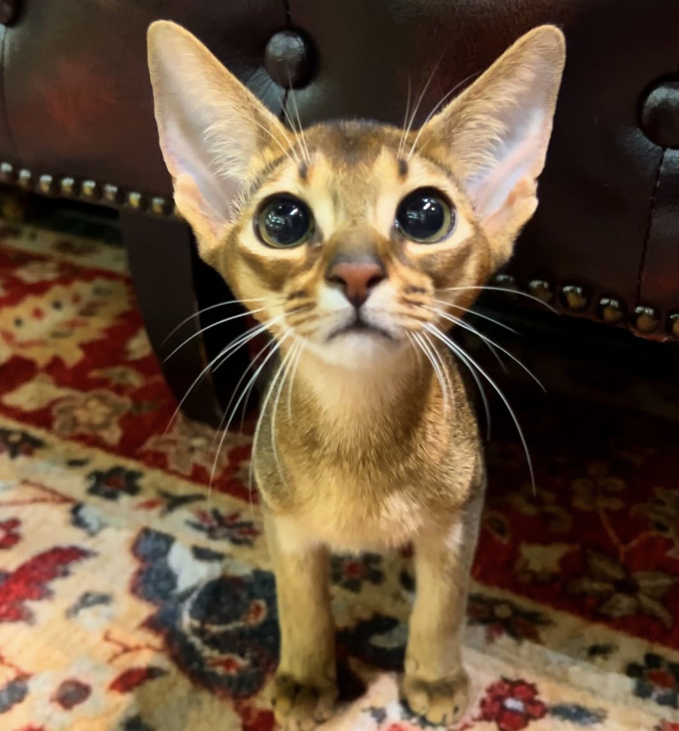 Abyssinian Kittens Singapore | From $6,500 | Designer Cats