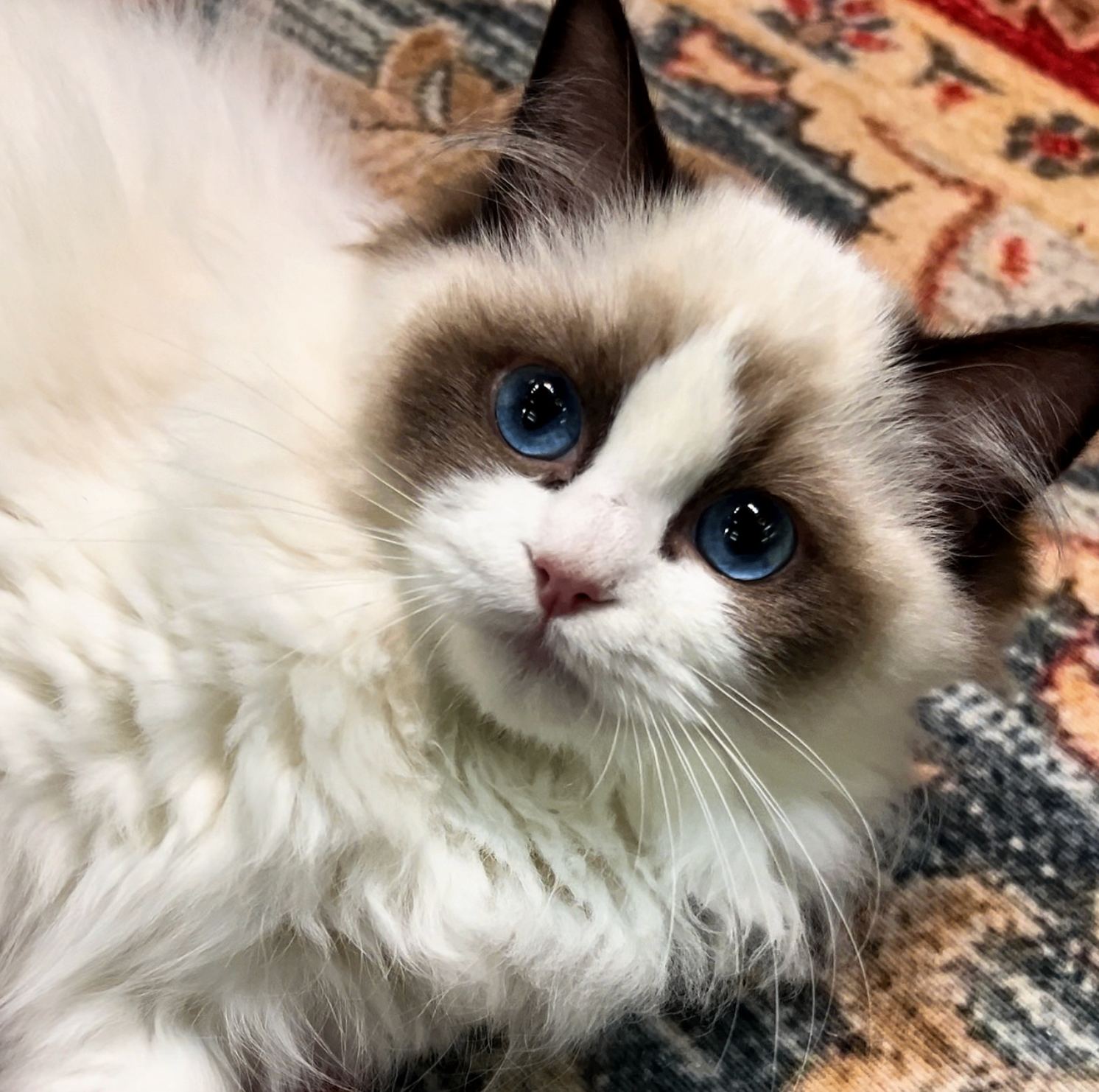 Ragdoll Kittens for Sale Singapore | From $6,000 | Designer Cats