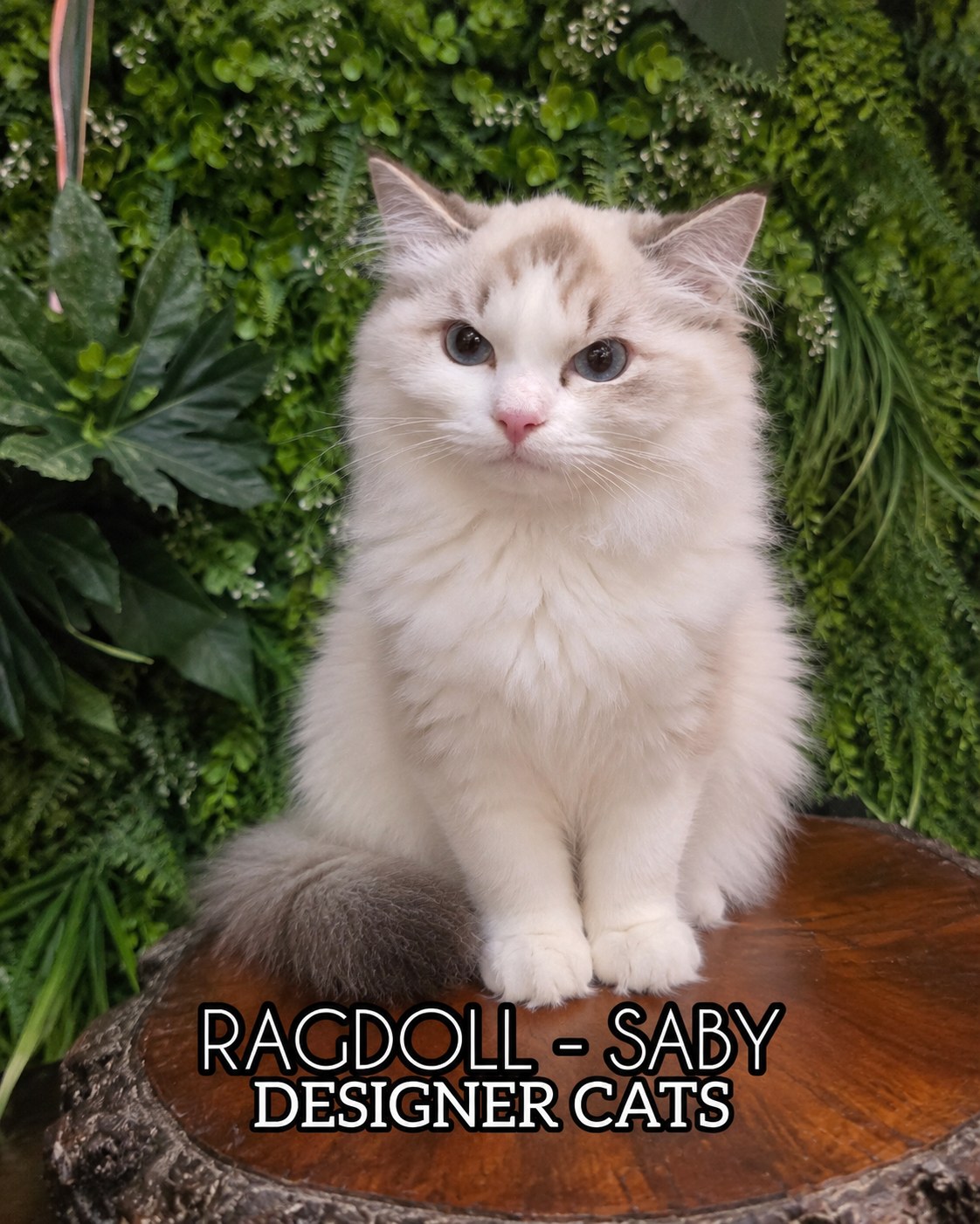 Saby, male bicolour mask lynx Ragdoll kitten (available) at Designer Cats, Singapore