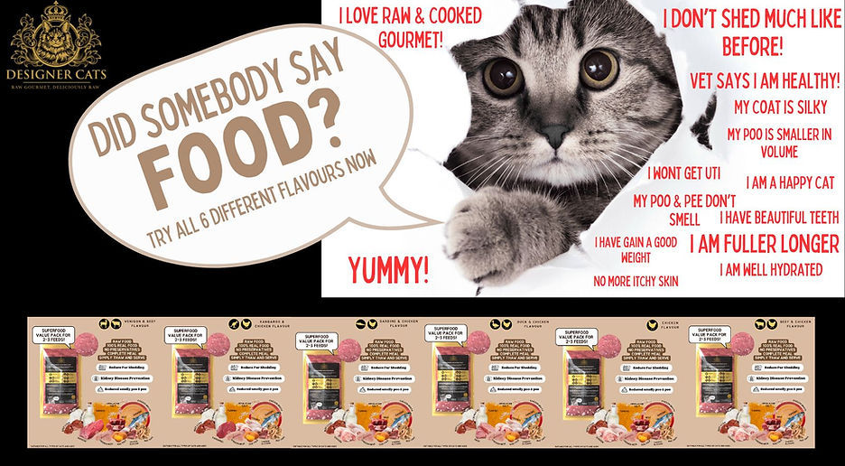 Designer Cats Gourmet Cat Food - Premium — kitten video by Designer Cats