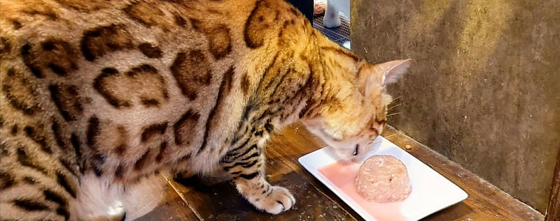 Designer Cats Gourmet raw and cooked cat food Singapore — human-grade chicken, duck, beef, sardine