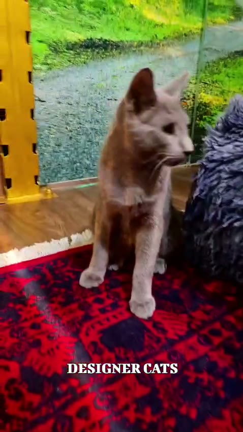 Kittens Playing in Our Cattery Playroom — kitten video by Designer Cats